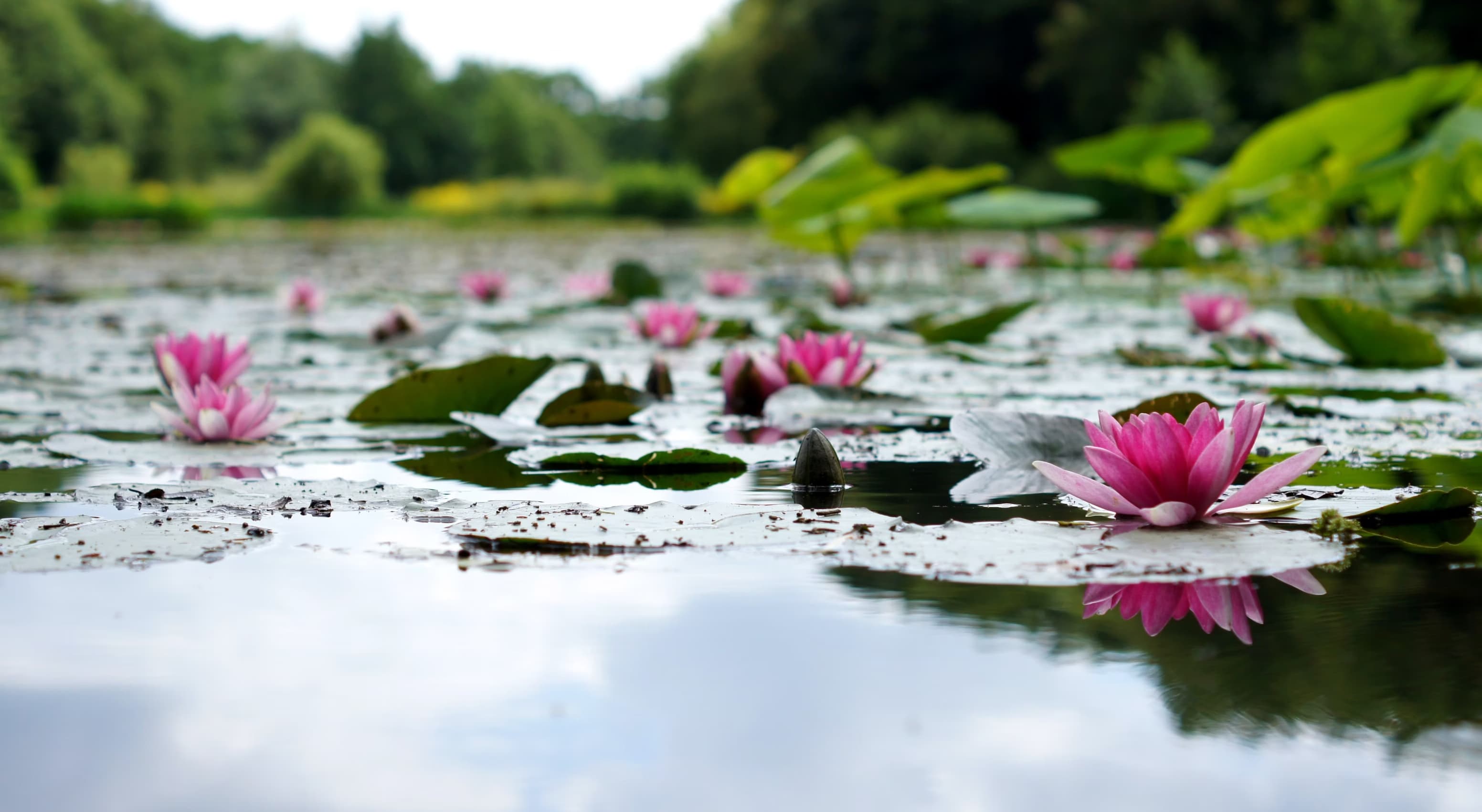 Lily pad image